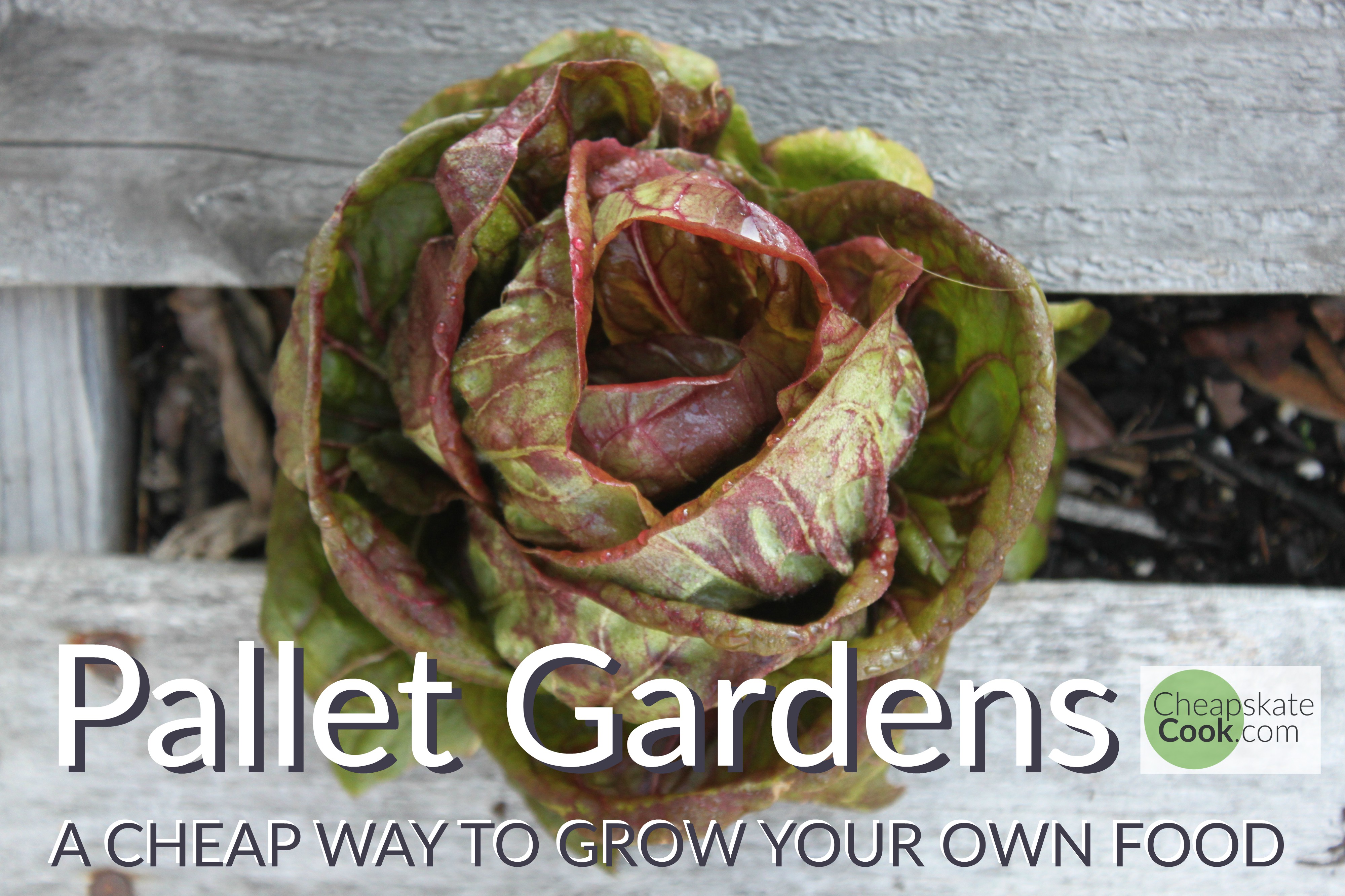 Pallet Garden: A Cheap Way to Grow Your Own Food